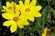 Nadir Uzun Boylu Sarı Kadife  Çiçeği Tohumu(50 tohum)