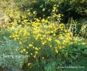 Swamp Marigold Kadife Çiçeği Tohumu(50 tohum)