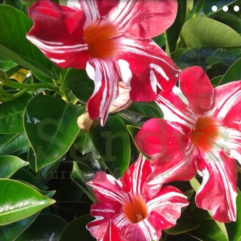 Tüplü Nadir Stars and Stripes Mandevilla Çiçeği Fidanı