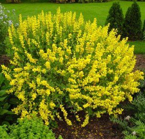 Nadir Sarı Renkli Büyük İndigo Çiçeği Tohumu(3 tohum)