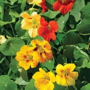 Bodur Jewel Mix Latin(Nasturtium ) Çiçeği Tohumu (20 adet)