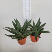 Gasteraloe Flow Howarthia Sukulent (5.5 Luk Saksıda)