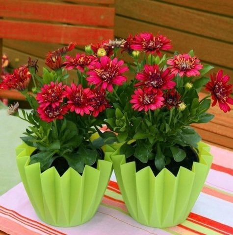 Erato Double Red Katmerli Bodrum Papatyası Çiçeği Fidesi (3 adet)