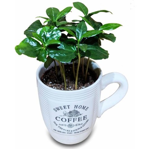 Kupada Coffea Arabica Kahve Fidanı