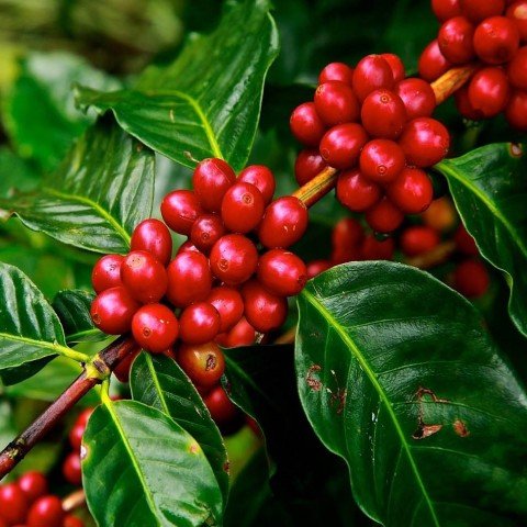 Kupada Coffea Arabica Kahve Fidanı