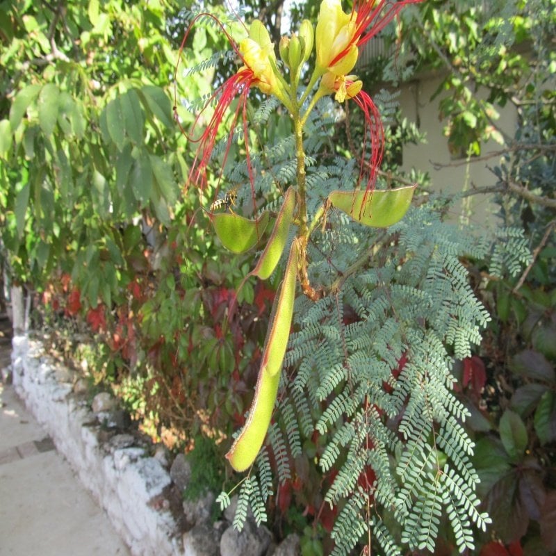 Tüplü Paşa Bıyığı (Poinciana Gillessii) Fidanı