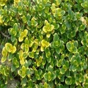 Limon Kokulu Yayılıcı  Kekik Fidesi (Thymus citriodorus 'Doone Valley') (45 Fide)