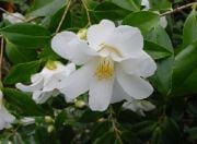 Beyaz Renkli Kamelya Çiçeği Tohumu(5 tohum)