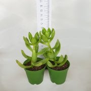 Sedum Adolphii Sukulent (5.5 Luk Saksıda)