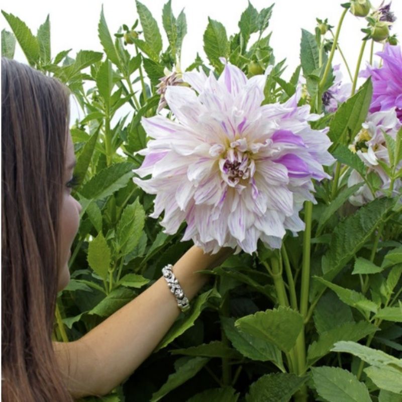 Büyük Çiçekli Mom’s Special Yıldız Dahlia Çiçeği Soğanı Yumrusu (1 adet)