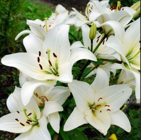 Lily Oriental White Kokulu Beyaz Çiçekli Zambak Soğanı  (1 adet )