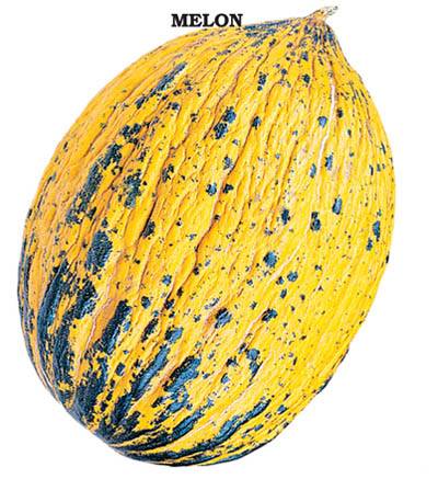 Kavun Tohumu (Kırkağaç 589) 100 gram