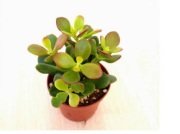 Crassula Ovata Minor Feng Shui Para Ağacı (5.5 Luk Saksıda)