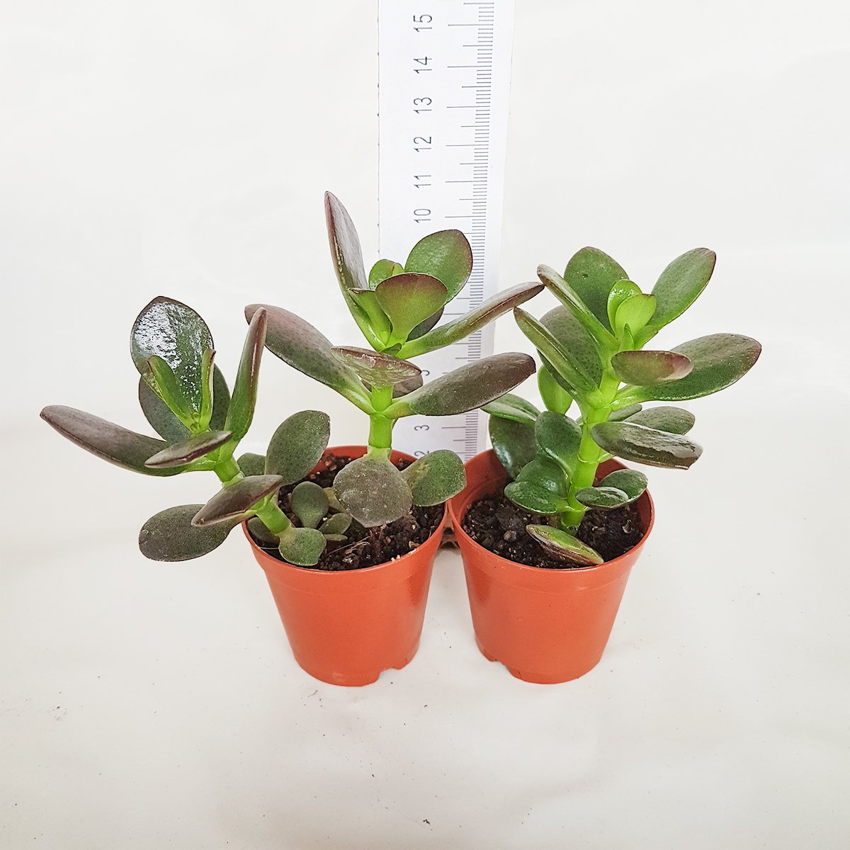 Crassula Ovata Minor Feng Shui Para Ağacı (5.5 Luk Saksıda)