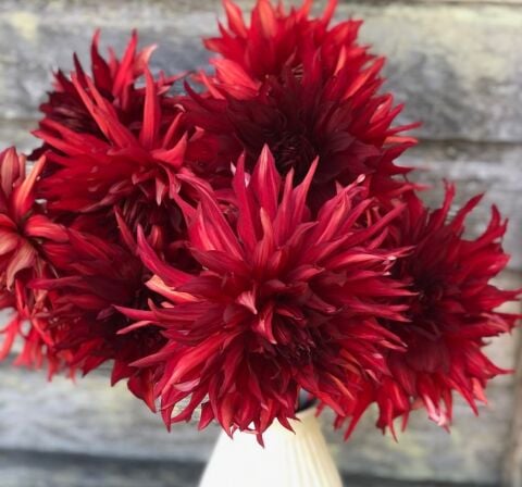 Büyük Çiçekli Taum Sauk Yıldız Dahlia Çiçeği Soğanı Yumrusu (1 adet)