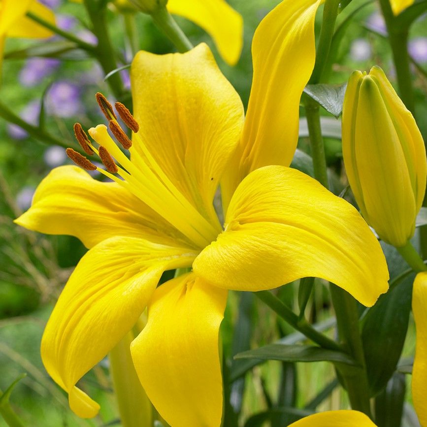Yellow Country Sarı Çiçekli Kokulu Zambak Soğanı (1 adet )