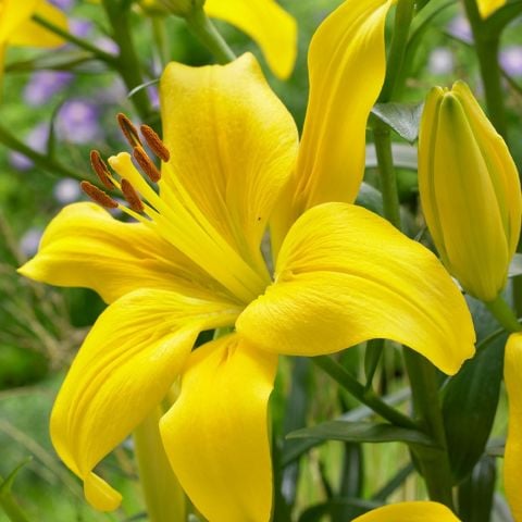 Yellow Country Sarı Çiçekli Kokulu Zambak Soğanı (1 adet )