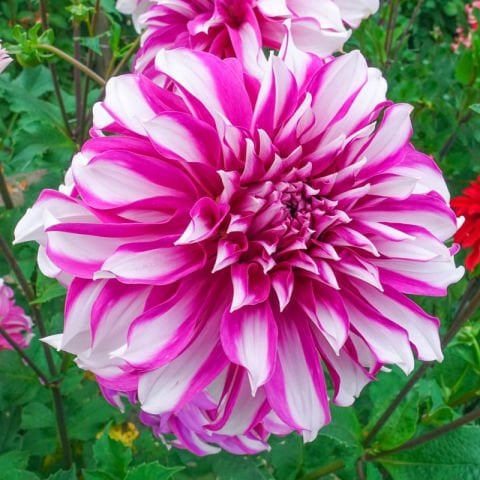 Büyük Çiçekli Radegast Yıldız Dahlia Çiçeği Soğanı Yumrusu (1 adet)
