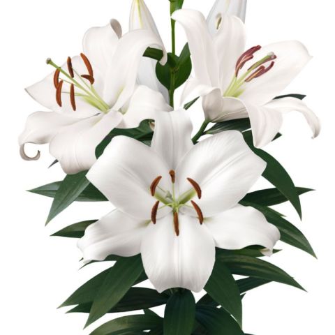 Nadir İri Çiçekli Zambesi Beyaz Çiçekli Kokulu Zambak Soğanı (1 adet )