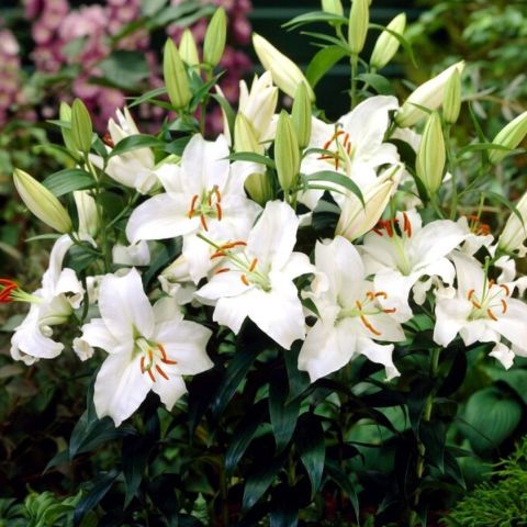 Nadir İri Çiçekli Siberia Beyaz Çiçekli Kokulu Zambak Soğanı (1 adet )