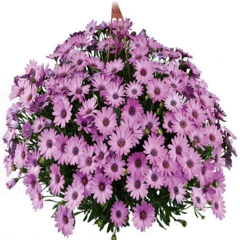 Çok Yıllık Erato Basket Purple Bodrum Papatyası Çiçeği Fidesi (3 adet)