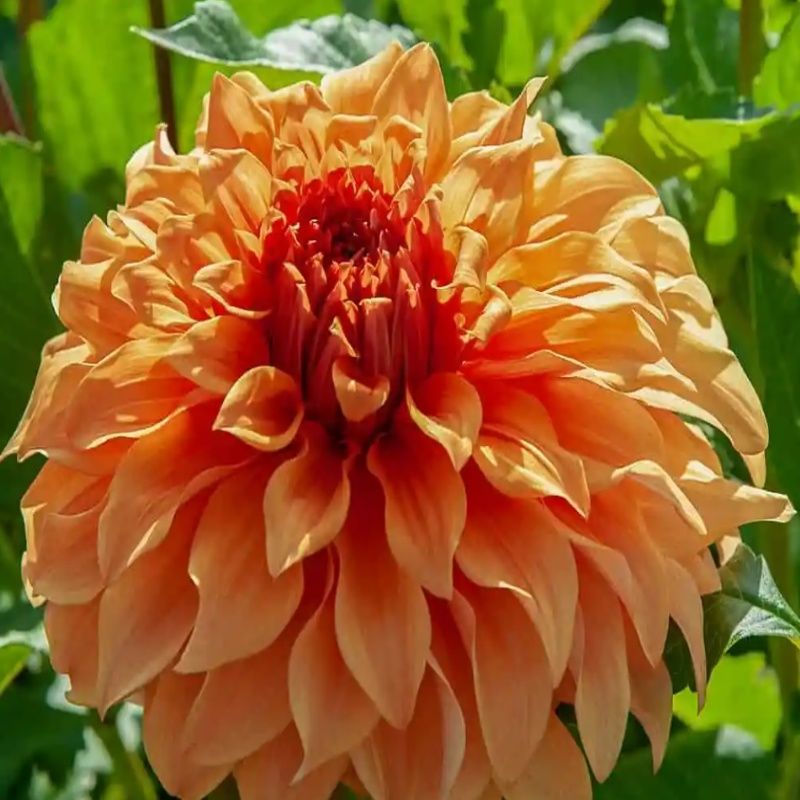 Büyük Çiçekli Hercules Yıldız Dahlia Çiçeği Soğanı Yumrusu (1 adet)