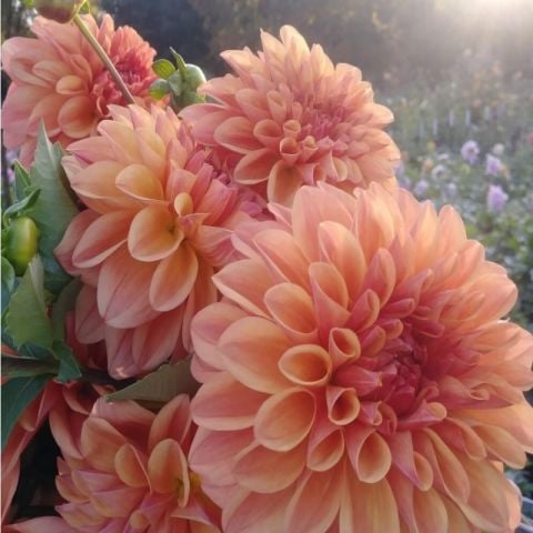 Büyük Çiçekli Go Go Peach Yıldız Dahlia Çiçeği Soğanı Yumrusu (1 adet)