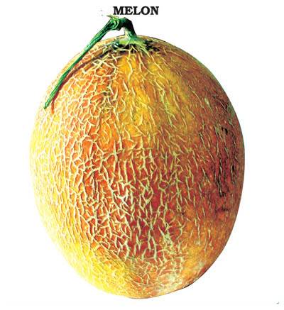 Ananas Kavun Tohumu (500 gram)
