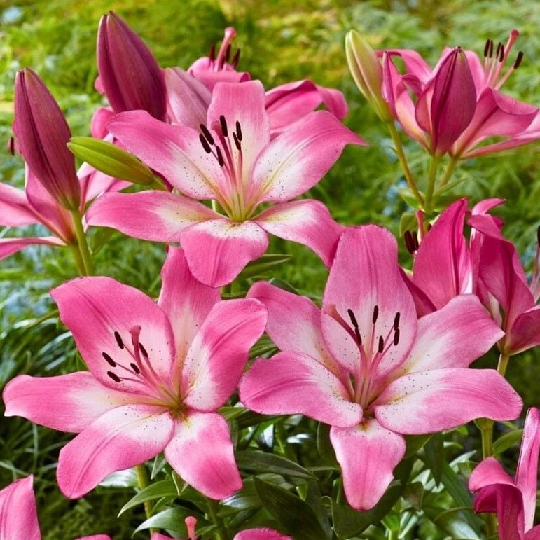 Nadir İri Çiçekli Alberto Pembe Çiçekli Kokulu Lilium Zambak Soğanı  (1 adet )
