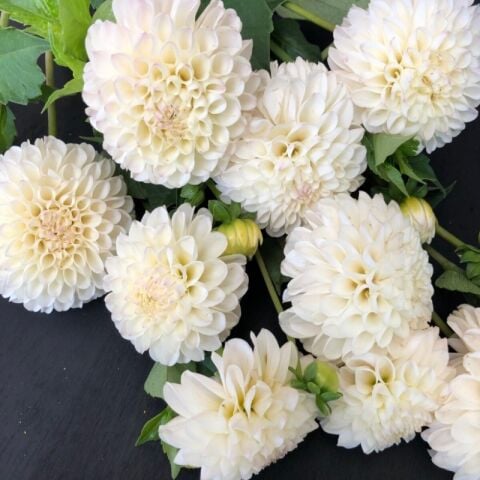 Büyük Çiçekli Go Go White Yıldız Dahlia Çiçeği Soğanı Yumrusu (1 adet)