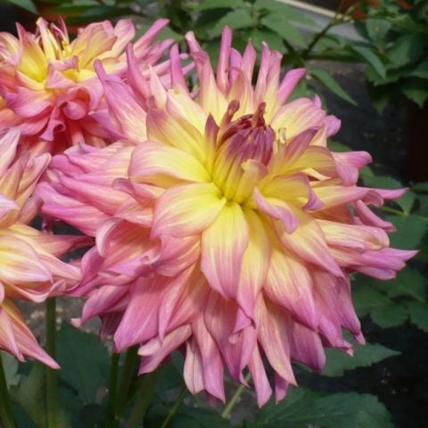 Büyük Çiçekli Go Go Pink Yellow Yıldız Dahlia Çiçeği Soğanı Yumrusu (1 adet)