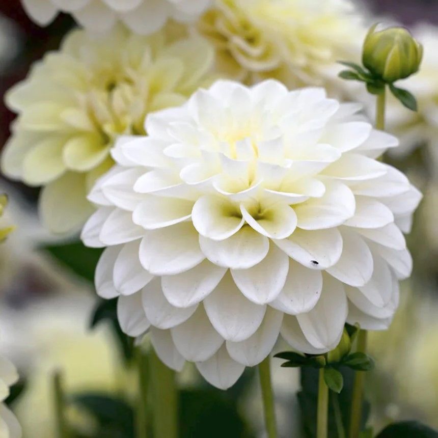 Opportunity Beyaz Çiçekli Dahlia Çiçeği Yumrusu (1 adet)