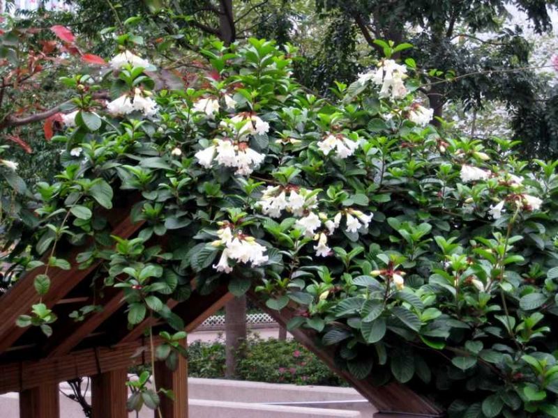 Beyaz Beaumonta Trompet Çiçeği Tohumu(5 tohum)