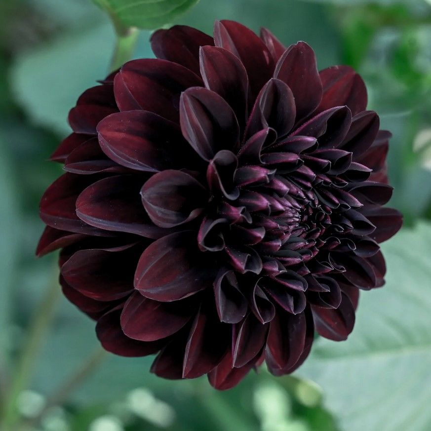 La Recoleta Bordo Siyah Çiçekli Dahlia Yumrusu (1 adet)