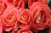 Aşılı Açık Kök Yediveren Narçiçeği Sommersonne kokulu Gül Fidanı