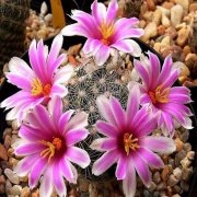 İri Pembe Çiçekli Mammillaria İnsularis Kaktüs (5.5 luk Saksıda)
