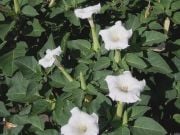Datura Alba Boru(Cennet Borazanı) Çiçeği Tohumu(5 tohum)