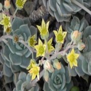 Sarı Çiçekli Graptopetalum Titubans Sukulent (5.5 Luk Saksıda)