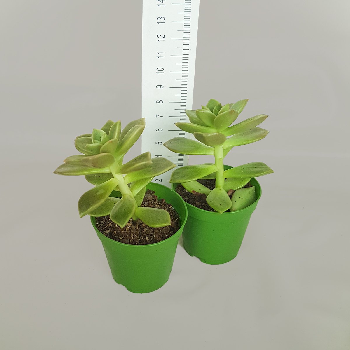 Sarı Çiçekli Graptopetalum Titubans Sukulent (5.5 Luk Saksıda)