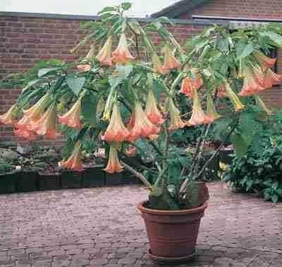 Pembe Rüya Brugmansia Çiçeği Tohumu(5 tohum)
