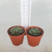 Haworthia Cooperi Sukulent Özel Çeşit (5.5 Luk Saksıda)