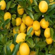 Tüplü İri Meyveli Yediveren Limon Fidanı