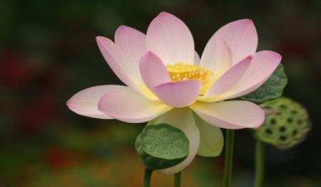 Doğal Sacret Lotus Çiçeği Tohumu(5 Adet)