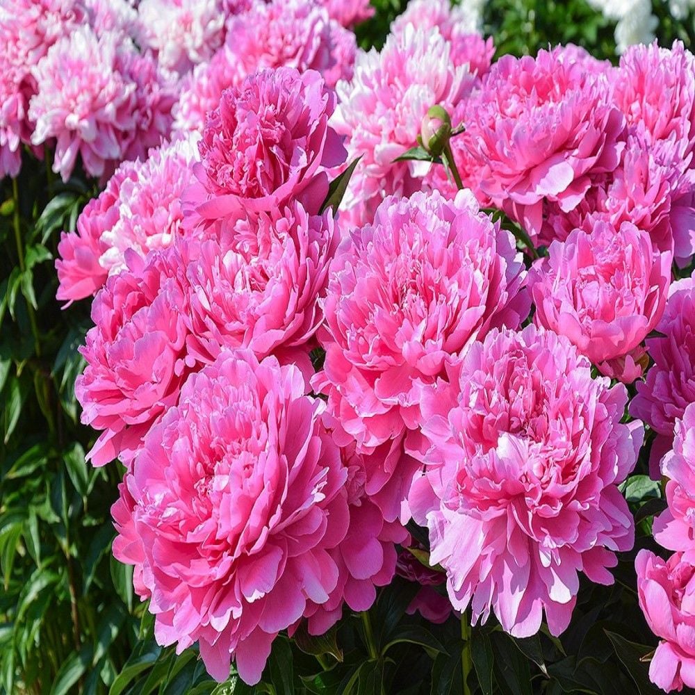 Peonies Margaret Truman Koyu Pembe Şakayık Çiçeği Yumrusu-Rizomu (1 Adet)