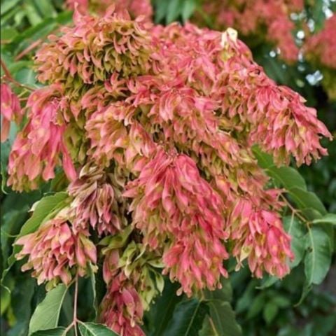 Ailanthus Altissima Cennet Ağacı Fidanı