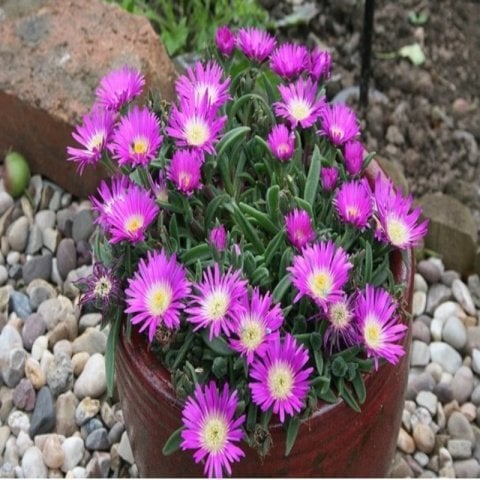 Yayılıcı Sarkıcı Delasporma Purple Buz Çiçeği Fidesi (3 adet)