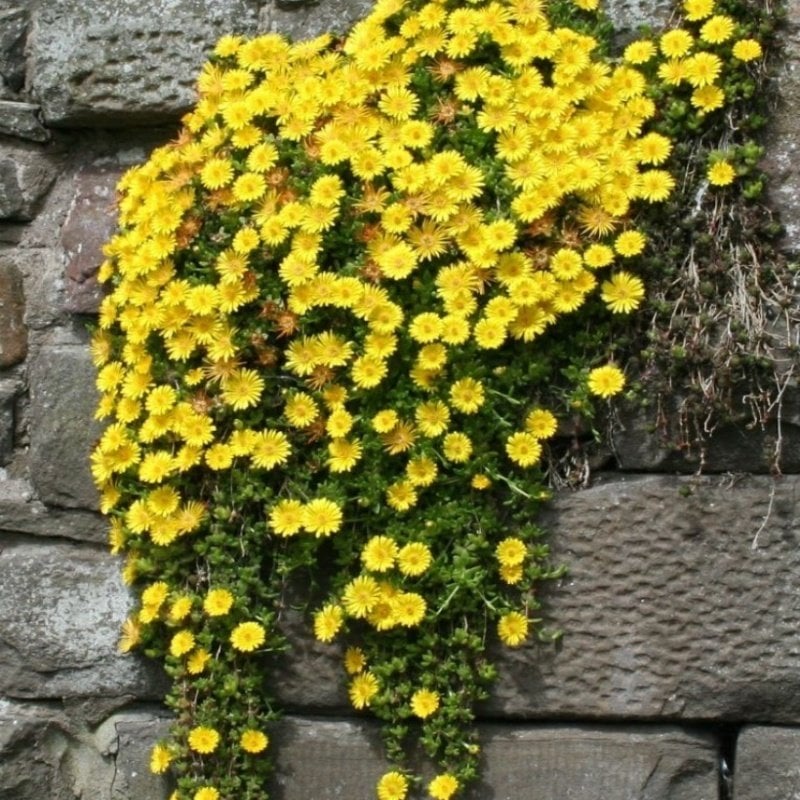 Yayılıcı Sarkıcı Delasporma Yellow Buz Çiçeği Fidesi (3 adet)