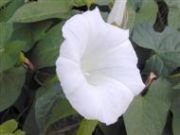 Beyaz İpomea Gündüz Sefası Çiçeği Tohumu(15 tohum)