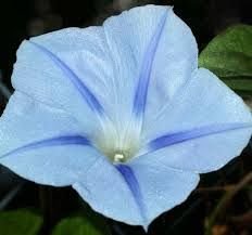 Mavi Yıldız İpomea Gündüz Sefası Çiçeği Tohumu(20 tohum)