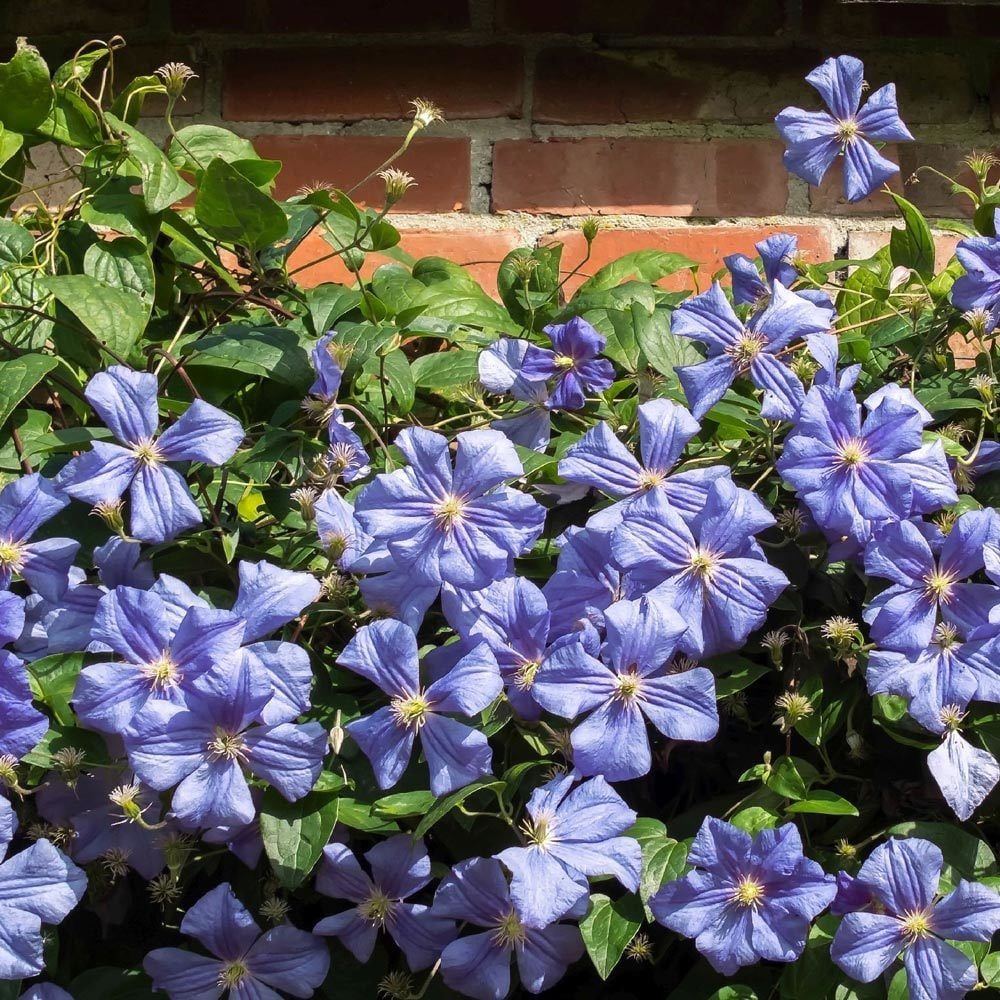 Clematis Vistola Orman Asması Çiçeği Fidanı İri Çiçekli